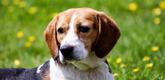 Can Dogs Really Smell Through Smell-Proof Bags?